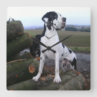 Horloge Carrée Dogge allemand, Great Dane, chiens, Dogue Allemand