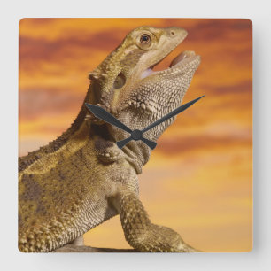 Horloge Carrée Dragon barbu (Pogona Vitticeps) sur la roche,