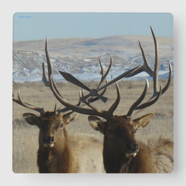 Horloge Carrée E45 Bull Elk Close Up (Recto)