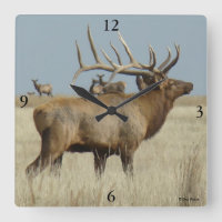 E4 Élan mâle dominant du troupeau