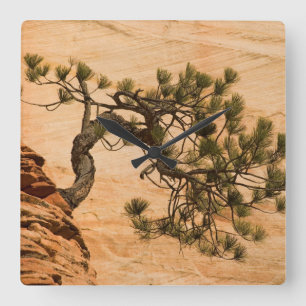 Horloge Carrée États-Unis, Utah, Zion National Park. Arbre de Pi