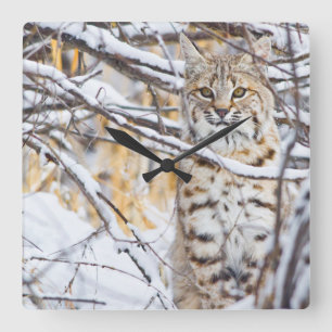 Horloge Carrée États-Unis, Wyoming, Bobcat