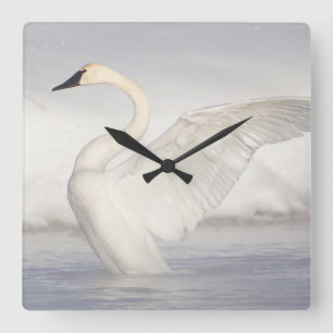 Horloge Carrée États-Unis, Wyoming, Cygne trompette étend ses ail