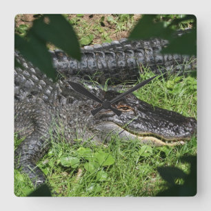 Horloge Carrée Exposer au soleil d'alligators