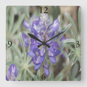 Horloge Carrée F18 Fleurs Sauvages Violettes Lupin Annuel
