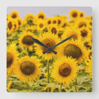 Farms | A Sunflower