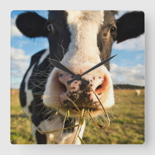 Horloge Carrée Farms   Holstein Cow Chewing