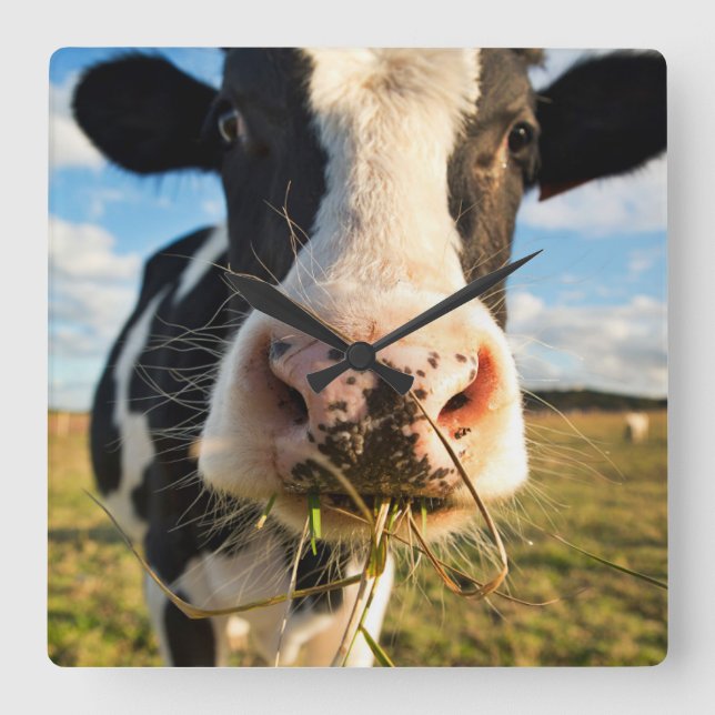Horloge Carrée Fermes | Vache Holstein Chewing (Recto)
