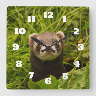 Horloge Carrée Ferret Brown dans l'herbe