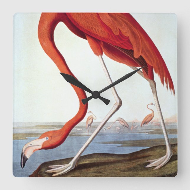 Horloge Carrée Flamant rose américain (Recto)