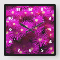 Fleurs d'aster rose