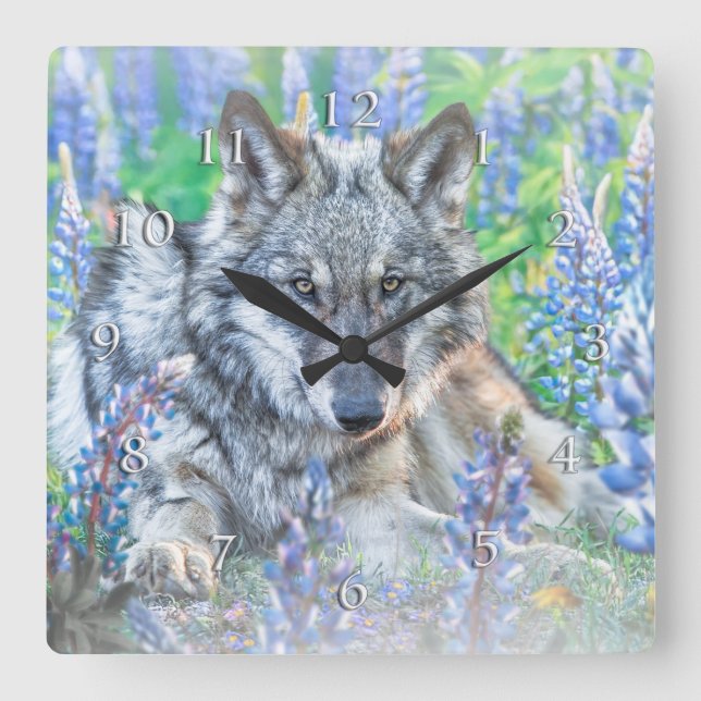 HORLOGE CARRÉE FLEURS DE LUPINE DE LOUP AU SPRINGTIME (Recto)