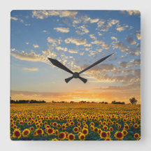 Fleurs de soleil au coucher du soleil
