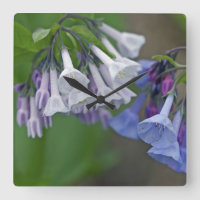Fleurs sauvages de Virginias Bluebells