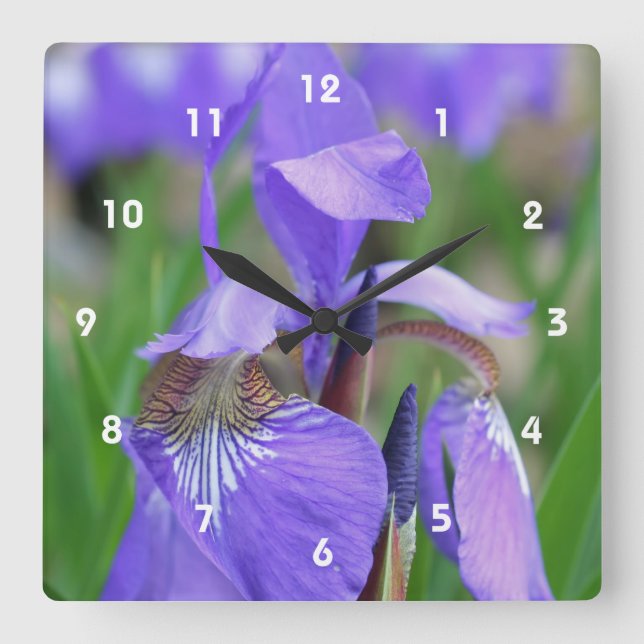Horloge Carrée Flower bleu sauvage (Recto)