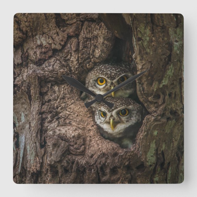 Horloge Carrée Forest | Deux Owls Looking (Recto)