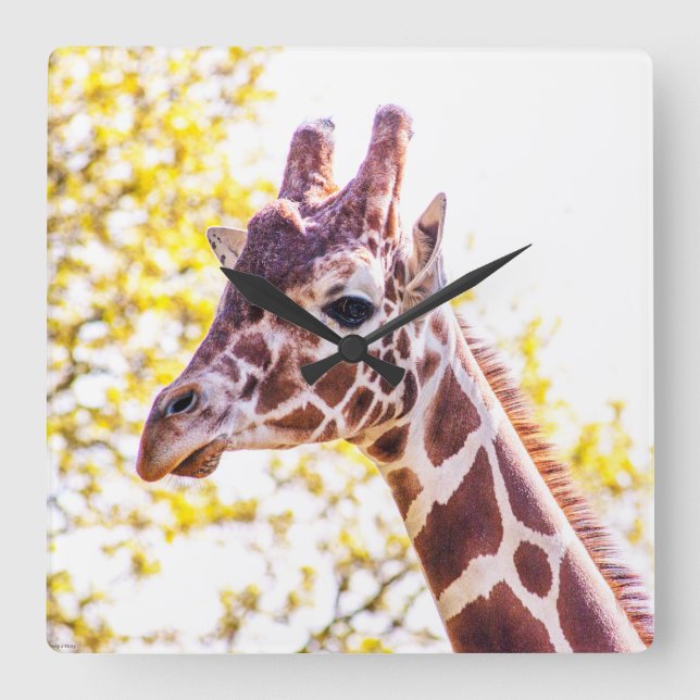 Horloge Carrée Giraffe Portrait (Recto)