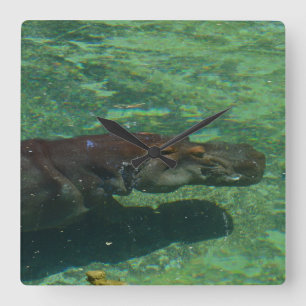 Horloge Carrée Grand Hippopotame Nageant Sous L'Eau,