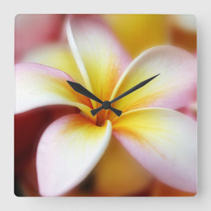 Horloge Carrée Hawaïen blanc de fleur d'Hawaï de Frangipani de