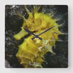 Horloge Carrée Hippocampe jaune Guttulatus de l'hippocampe  