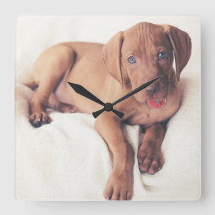 Horloge Carrée Hongrois Vizsla Puppy