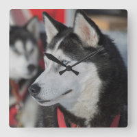 Husky dog before a race