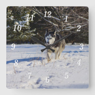 Horloge Carrée Husky Sibérien Dans L'Horloge De La Neige