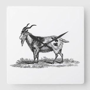 Horloge Carrée Illustration vintage de chèvre domestique -