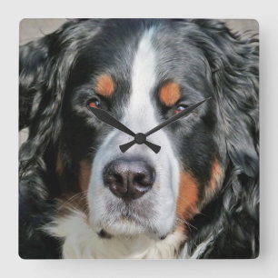 Horloge Carrée Image de photo de chien de montagne de Bernese