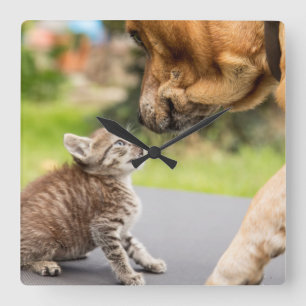 Horloge Carrée Images Getty Chien et chat en amour