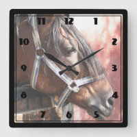Joli Cheval de Baie dans un soleil stable