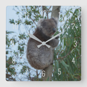 Horloge Carrée Joli koala grimpant dans un arbre Australia Square
