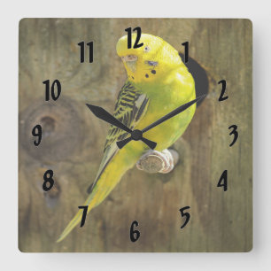 Horloge Carrée Jolie Parakeet Jaune
