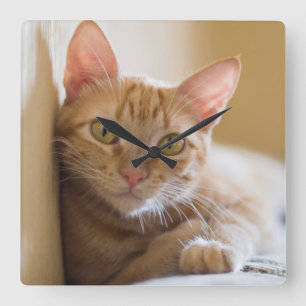 Horloge Carrée Kitten Couché Sur Le Canapé