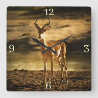 La faune africaine Impala dans le lit de la rivièr