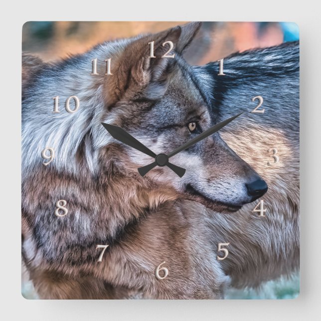 HORLOGE CARRÉE LE LOUP DE CRIS VENT (Recto)