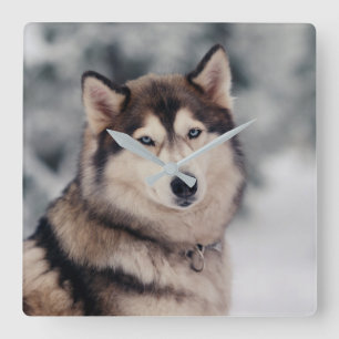Horloge Carrée Le magnifique Husky en plein air