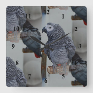 Horloge Carrée Le perroquet gris du Congo en miroir