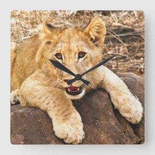 Horloge Carrée Le tigre CUB prend le reniflard sur une roche