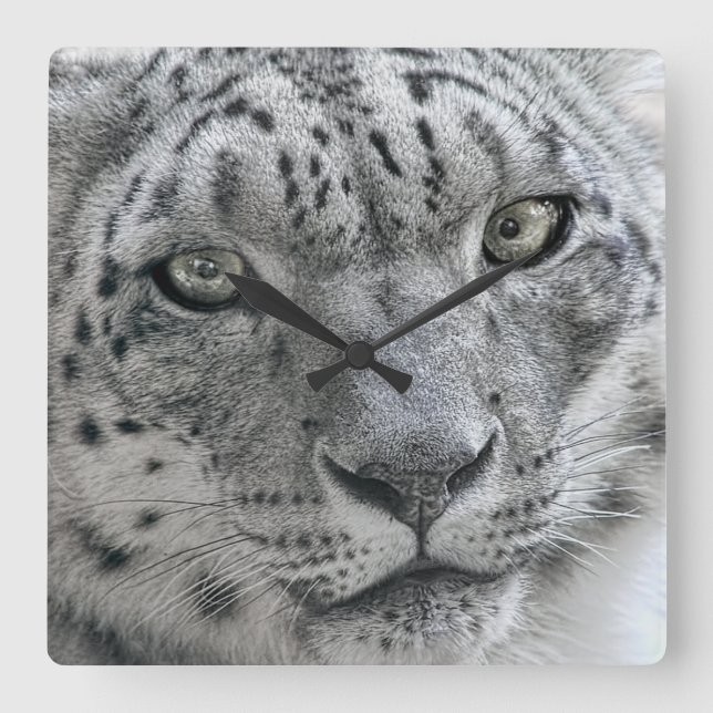 Horloge Carrée Léopard de neige blanc exotique (Recto)