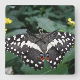 Horloge Carrée Lime Butterfly and Flowers Wall Clock
