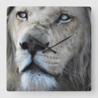 Lion écoute mon pouls Afrique