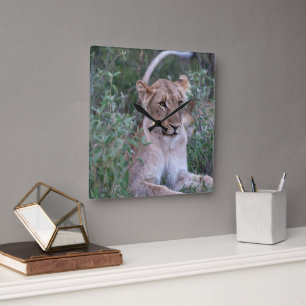 Horloge Carrée Lionne au repos dans un safari africain