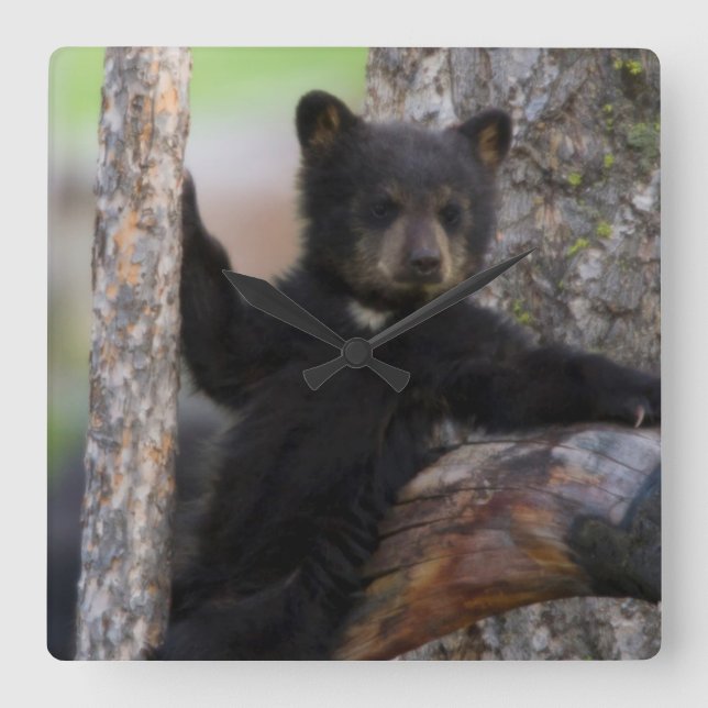 Horloge Carrée Lounging de CUB d'ours noirs (Recto)