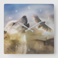 Loup d'Amérique et faucon de la queue rouge