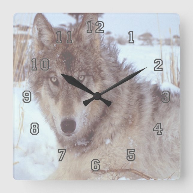 Horloge Carrée Loup gris en hiver (Recto)