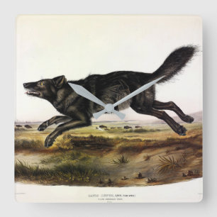 Horloge Carrée Loup noir ou Loup noir-américain (Canis Lupus)