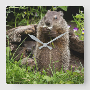 Horloge Carrée Marmotte mâchonnant une fleur