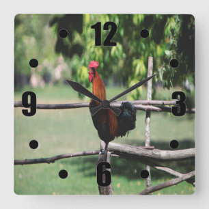 Horloge Carrée Matin du coq