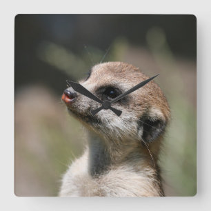 Horloge Carrée Meerkat 014